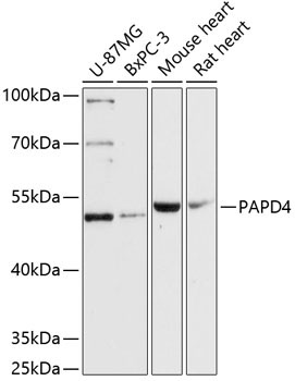 PAPD4 Rabbit Polyclonal Antibody