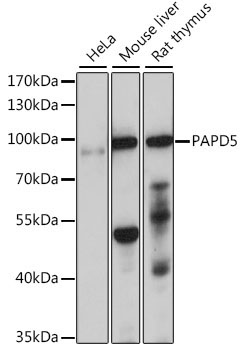 PAPD5 Rabbit Polyclonal Antibody