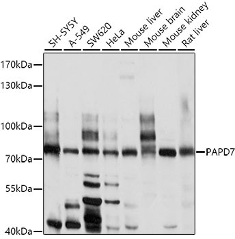 PAPD7 Rabbit Polyclonal Antibody