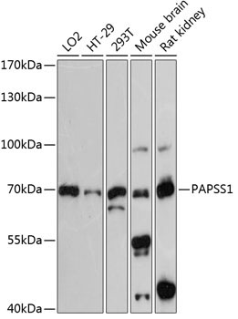 PAPSS1 Rabbit Polyclonal Antibody