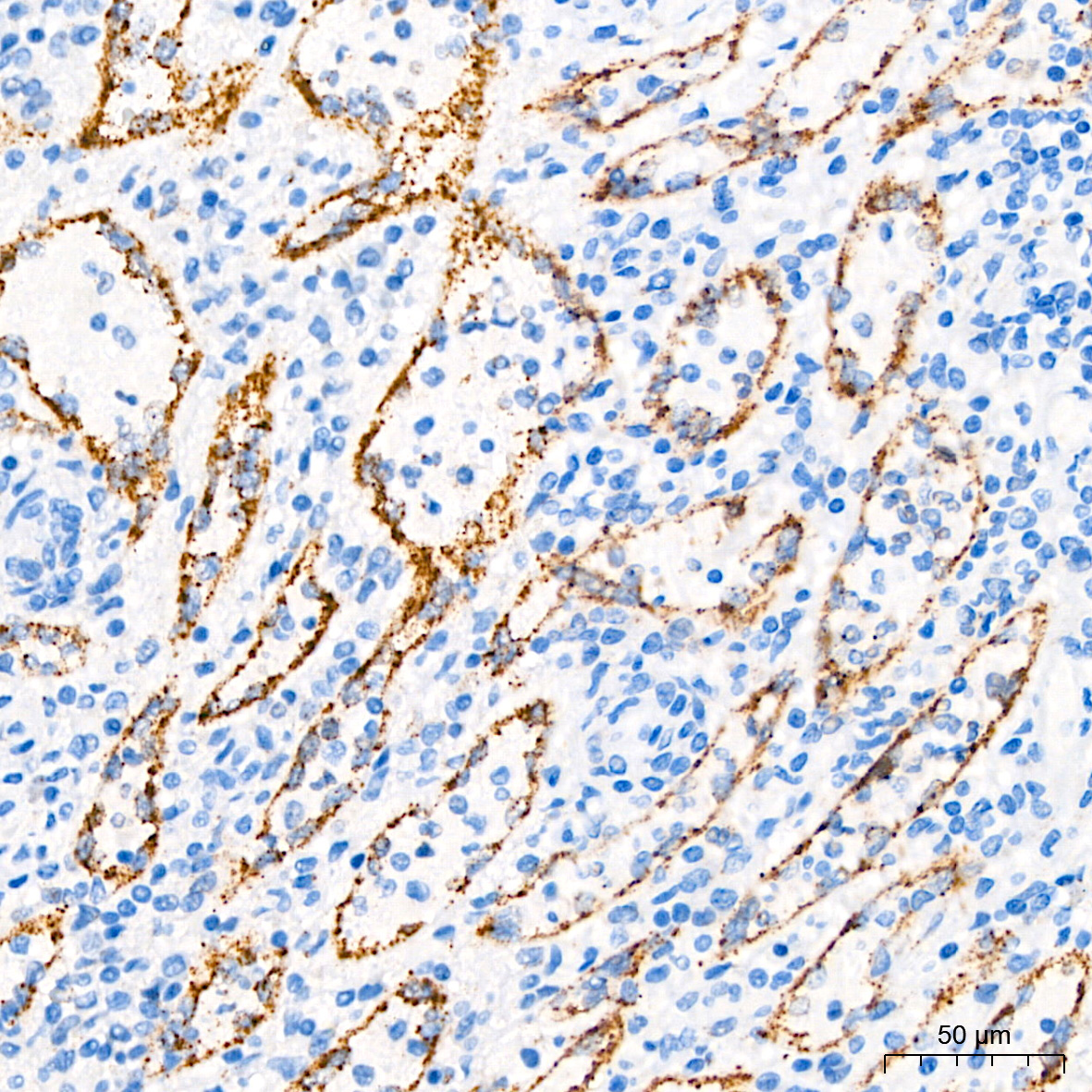 PAR2 Rabbit Monoclonal Antibody - Image 9