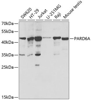 PARD6A Rabbit Polyclonal Antibody