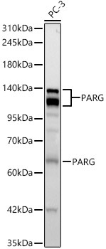 PARG Rabbit Monoclonal Antibody