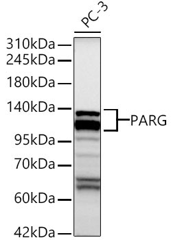 PARG Rabbit Polyclonal Antibody