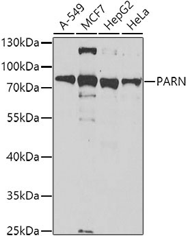 PARN Rabbit Polyclonal Antibody
