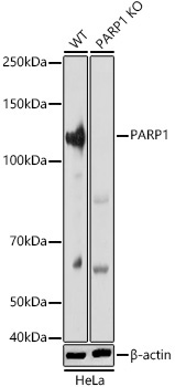 PARP1 Rabbit Polyclonal Antibody