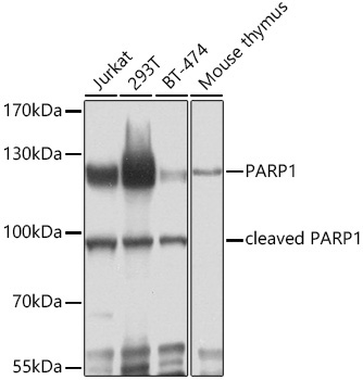 PARP1 Rabbit Polyclonal Antibody