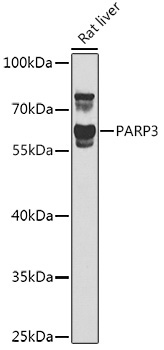 PARP3 Rabbit Polyclonal Antibody