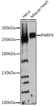 PARP4 Rabbit Polyclonal Antibody