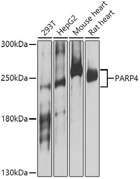 PARP4 Rabbit Polyclonal Antibody