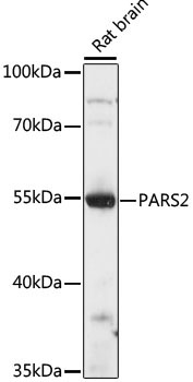 PARS2 Rabbit Polyclonal Antibody