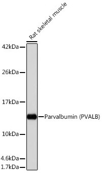 Parvalbumin/PVALB Rabbit Monoclonal Antibody