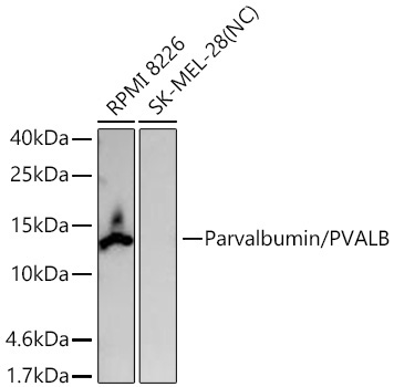 Parvalbumin/PVALB Rabbit Monoclonal Antibody - Image 6