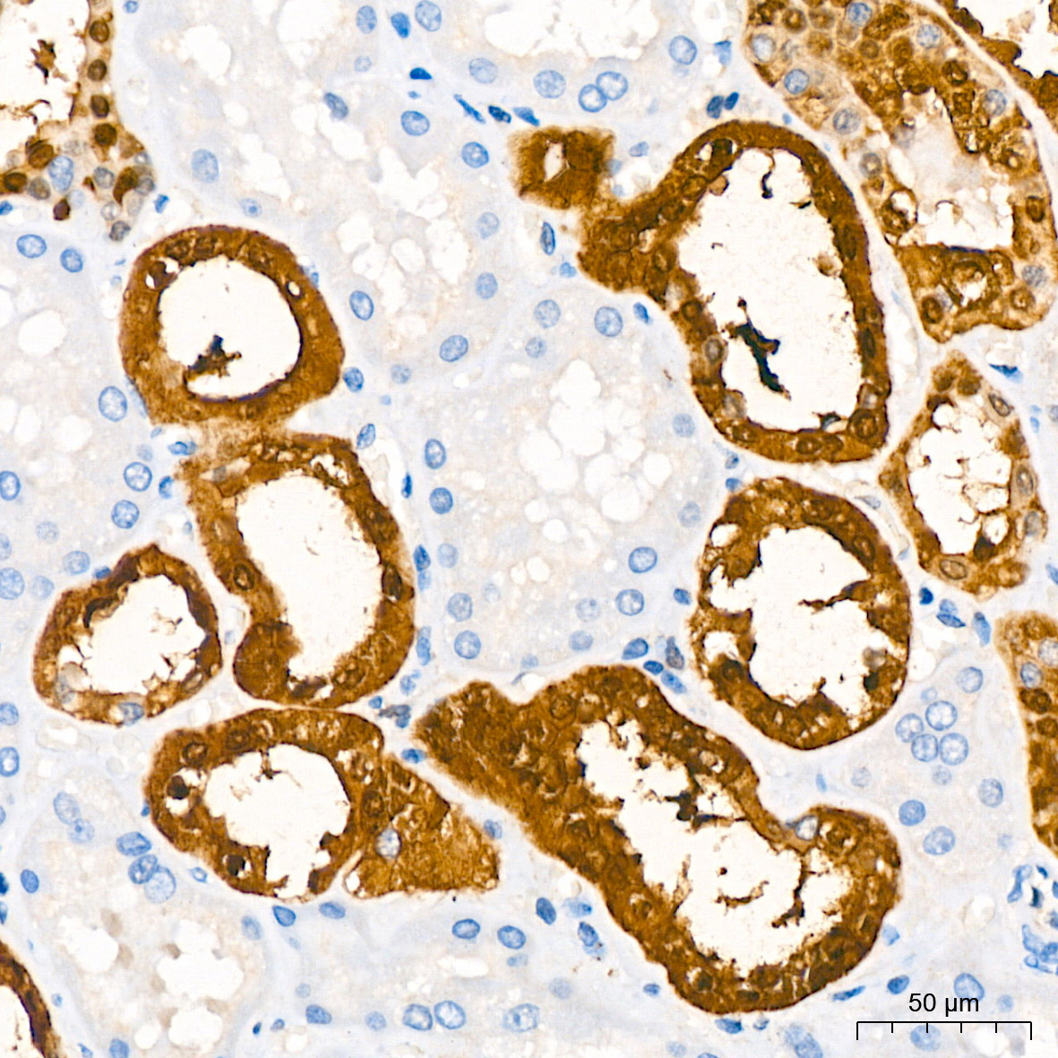 Parvalbumin/PVALB Rabbit Monoclonal Antibody - Image 11