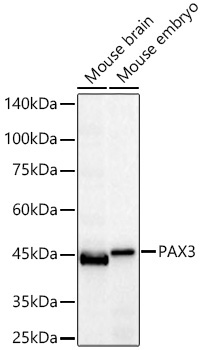 PAX3 Rabbit Monoclonal Antibody