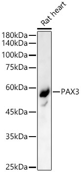 PAX3 Rabbit Polyclonal Antibody