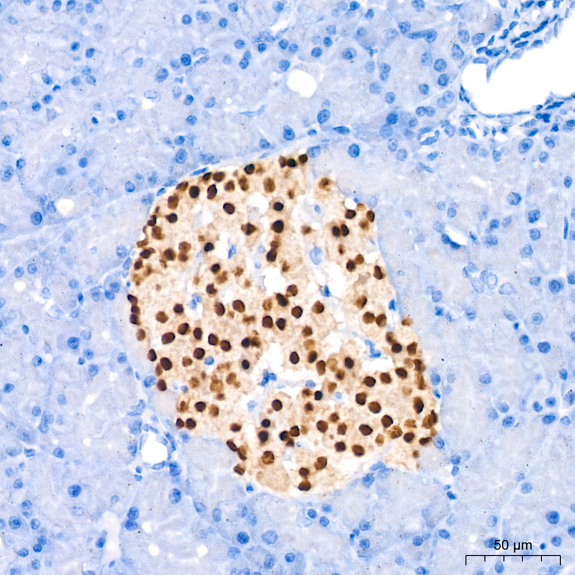 PAX6 Rabbit Monoclonal Antibody - Image 2