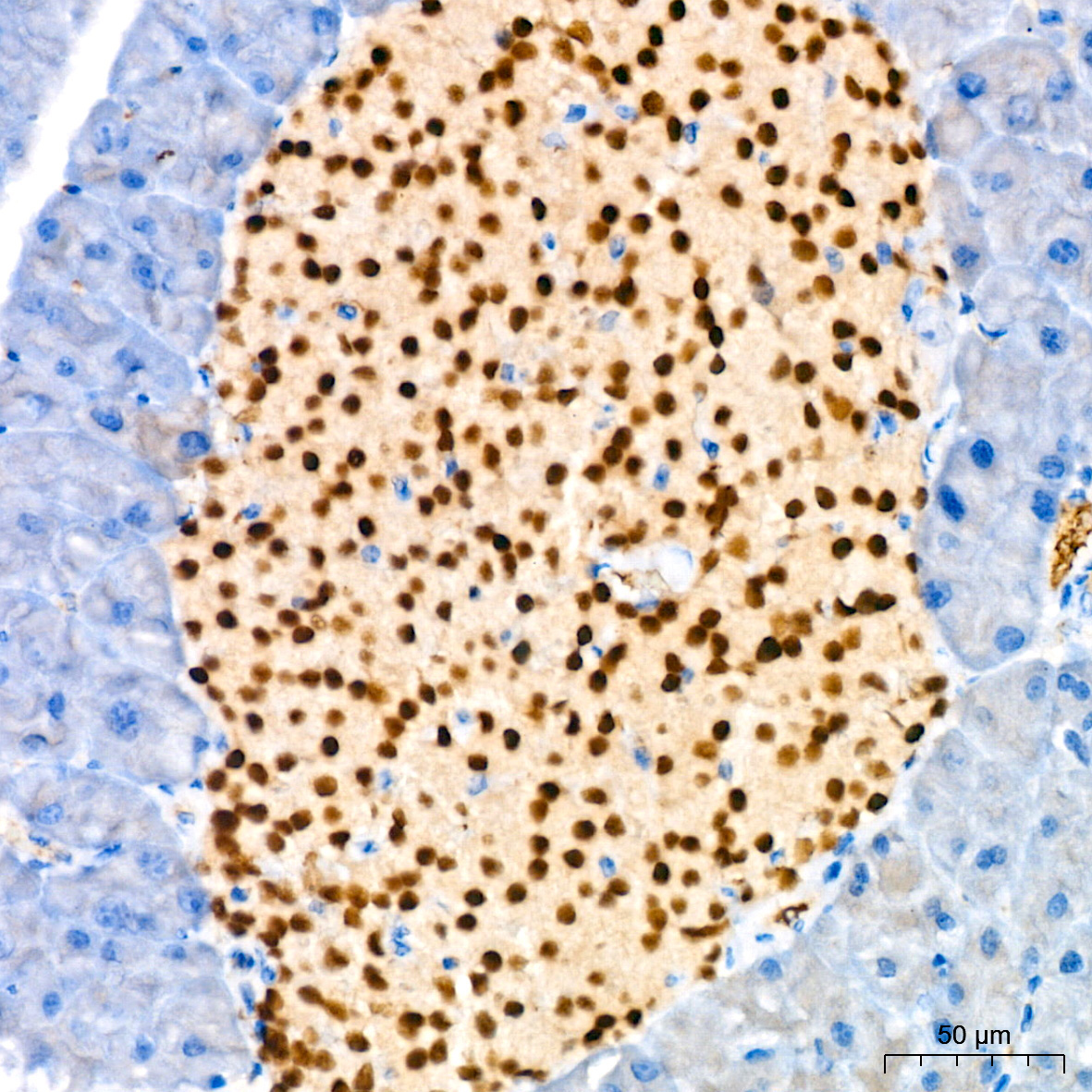 PAX6 Rabbit Monoclonal Antibody - Image 3