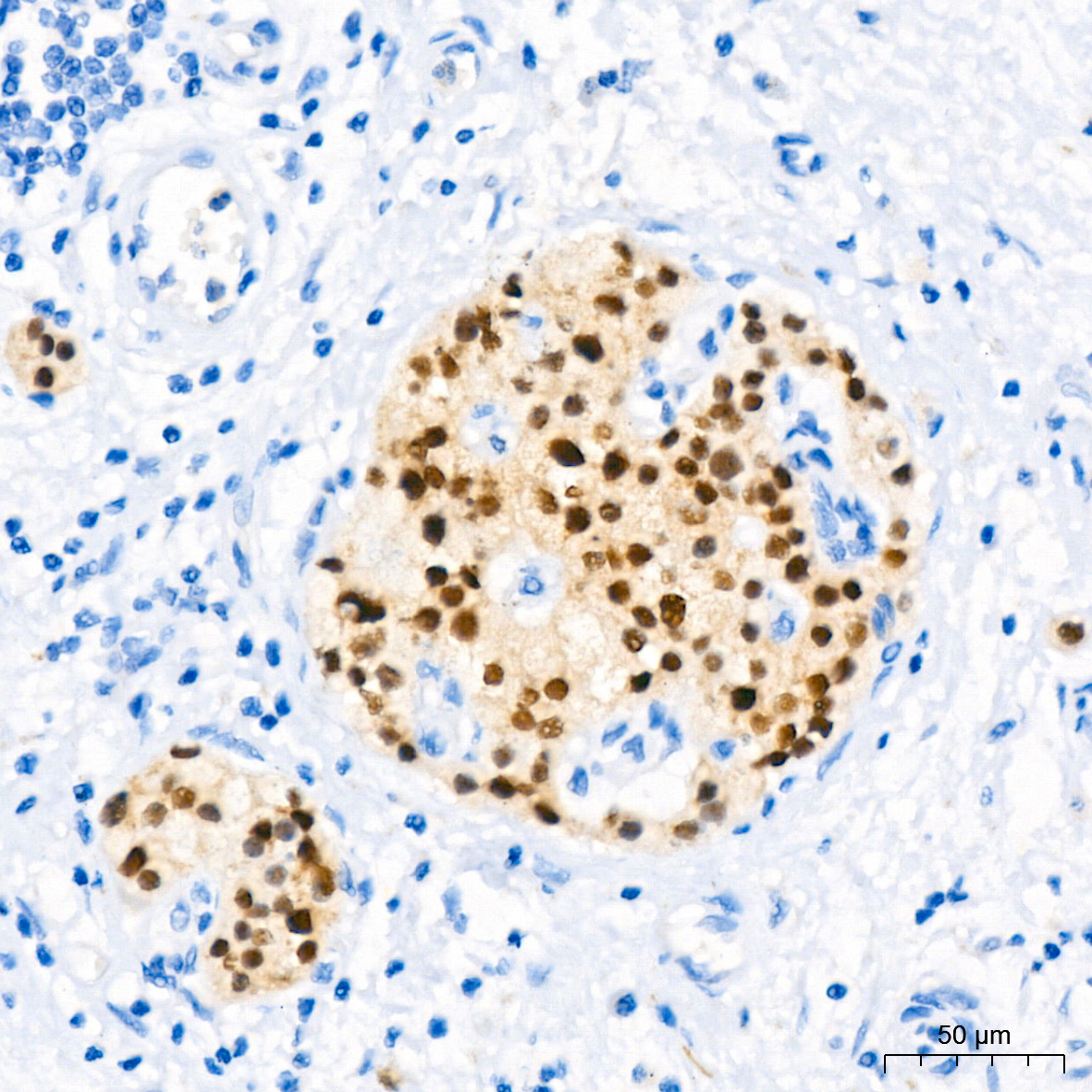 PAX6 Rabbit Monoclonal Antibody - Image 4
