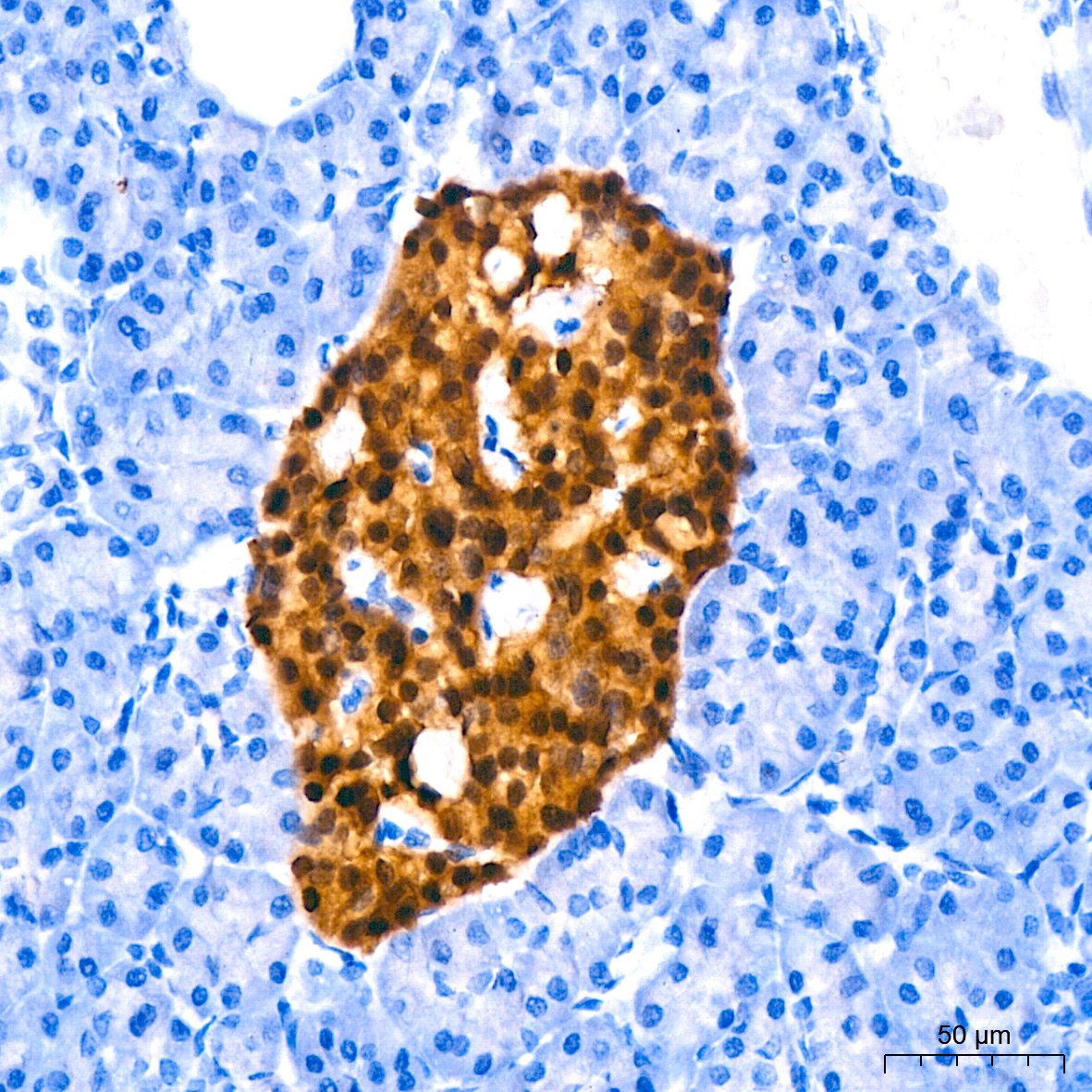 PAX6 Rabbit Monoclonal Antibody - Image 5