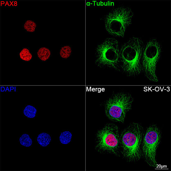 PAX8 Rabbit Monoclonal Antibody - Image 5