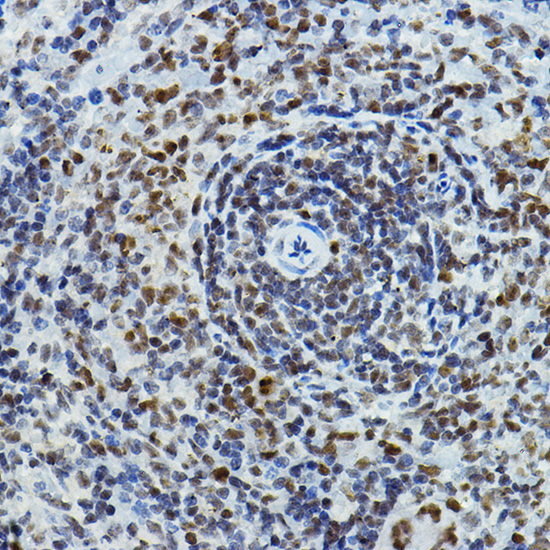 PAXIP1 Rabbit Polyclonal Antibody - Image 3
