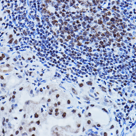 PAXIP1 Rabbit Polyclonal Antibody - Image 4