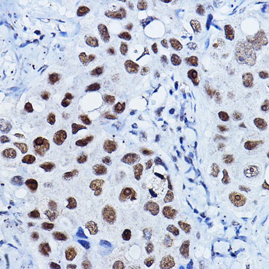 PAXIP1 Rabbit Polyclonal Antibody - Image 5