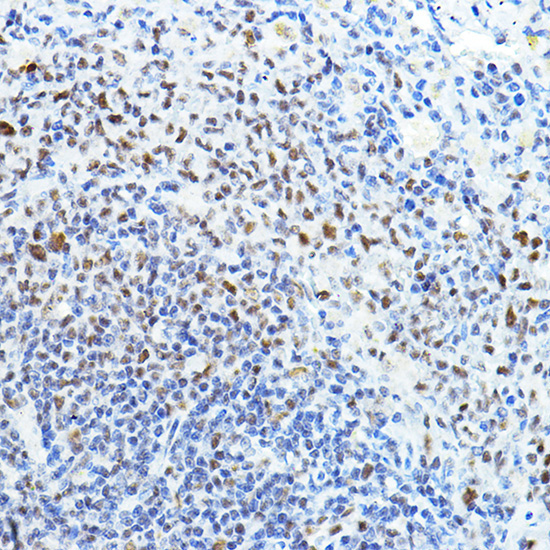 PAXIP1 Rabbit Polyclonal Antibody - Image 7