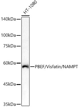 PBEF/Visfatin/NAMPT Rabbit Polyclonal Antibody