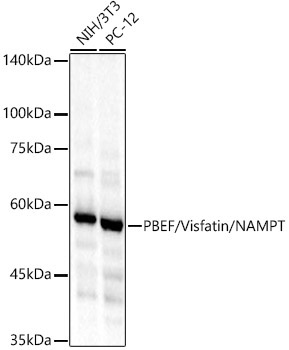PBEF/Visfatin/NAMPT Rabbit Polyclonal Antibody - Image 2
