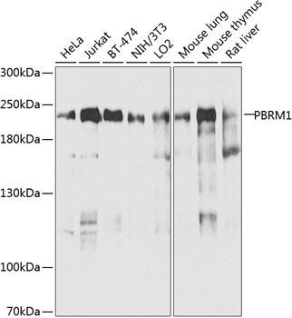 PBRM1 Rabbit Polyclonal Antibody