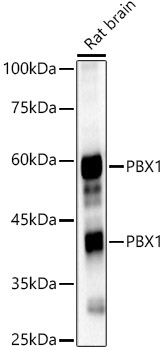 PBX1 Rabbit Polyclonal Antibody - Image 2