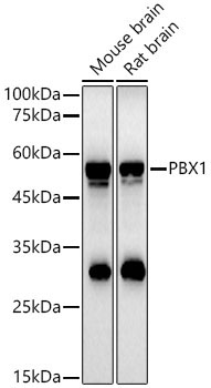 PBX1 Rabbit Polyclonal Antibody - Image 3