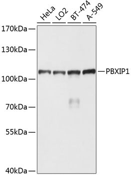 PBXIP1 Rabbit Polyclonal Antibody