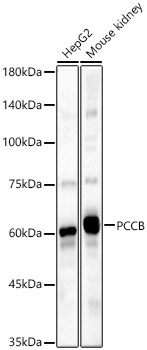 PCCB Rabbit Polyclonal Antibody