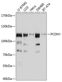 PCDH1 Rabbit Polyclonal Antibody