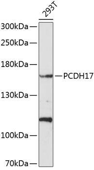 PCDH17 Rabbit Polyclonal Antibody