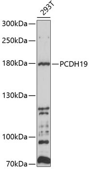 PCDH19 Rabbit Polyclonal Antibody