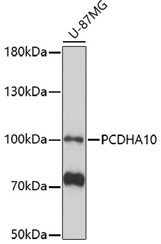 PCDHA10 Rabbit Polyclonal Antibody