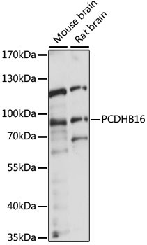 PCDHB16 Rabbit Polyclonal Antibody