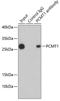 PCMT1 Rabbit Polyclonal Antibody - Image 3