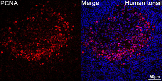PCNA Rabbit Monoclonal Antibody - Image 2