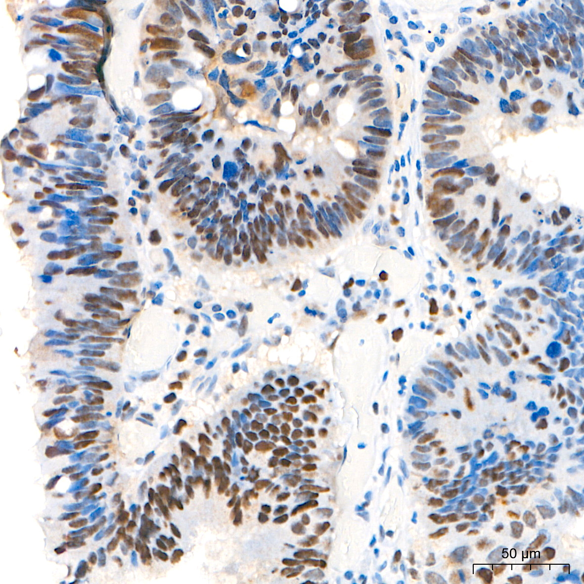 PCNA Rabbit Monoclonal Antibody - Image 5