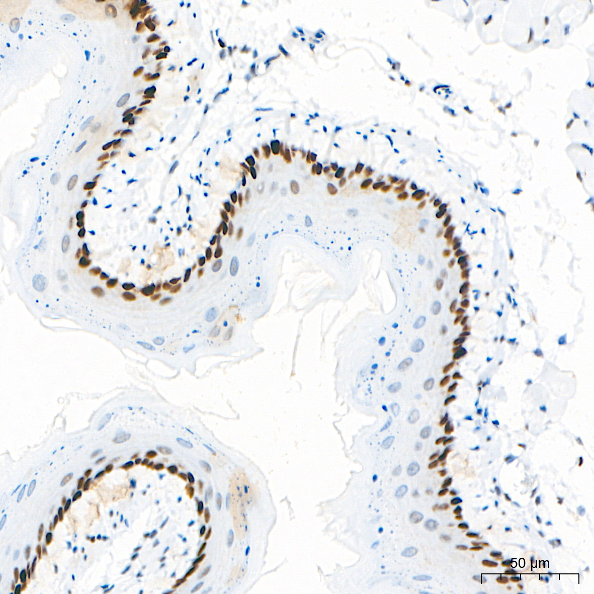 PCNA Rabbit Monoclonal Antibody - Image 6
