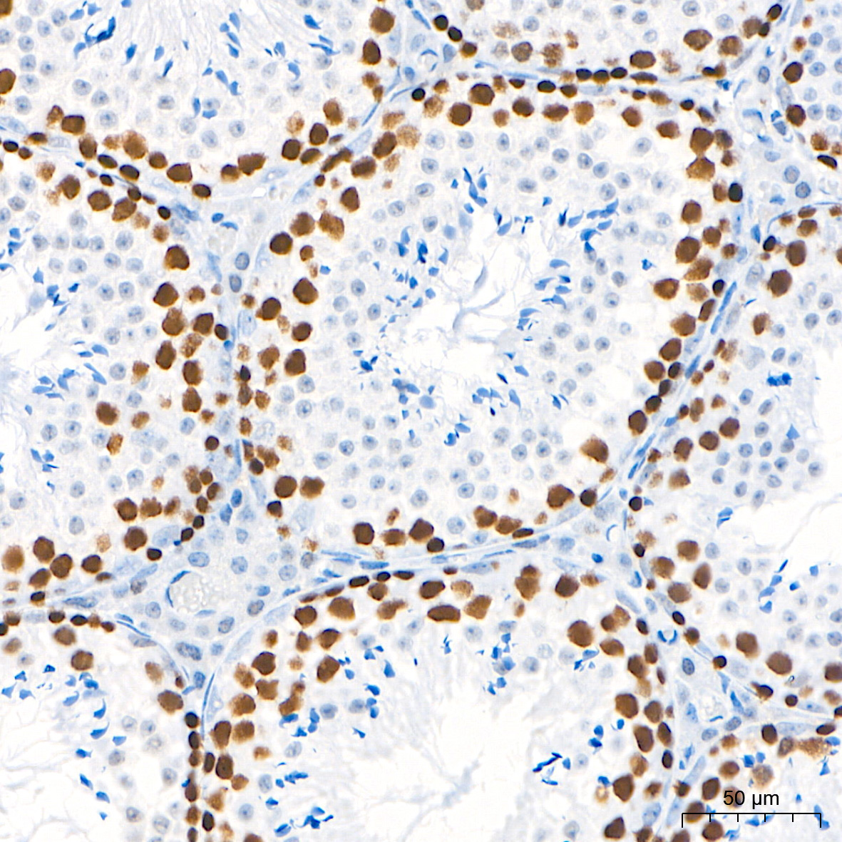 PCNA Rabbit Monoclonal Antibody - Image 7