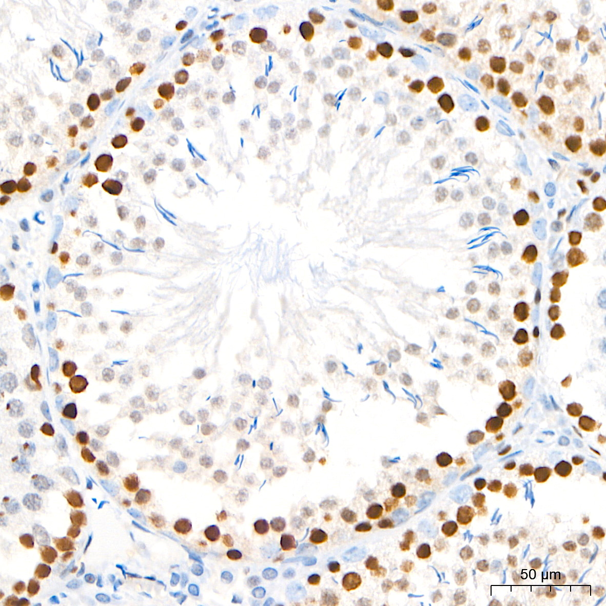 PCNA Rabbit Monoclonal Antibody - Image 8