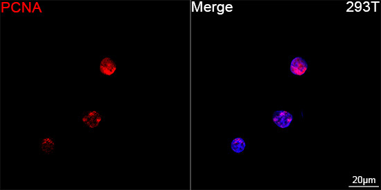 PCNA Rabbit Monoclonal Antibody - Image 9