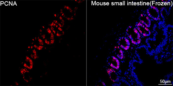 PCNA Rabbit Monoclonal Antibody - Image 10