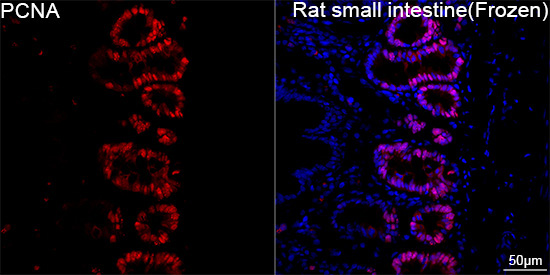 PCNA Rabbit Monoclonal Antibody - Image 11